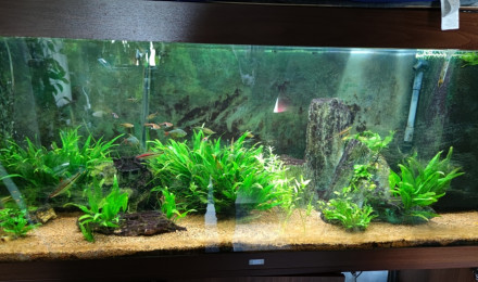aquarium 450litre