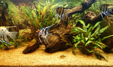 aquarium Juwel rio 240