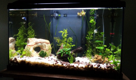 aquarium 1er Aquarium