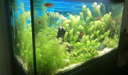 aquarium Sixties