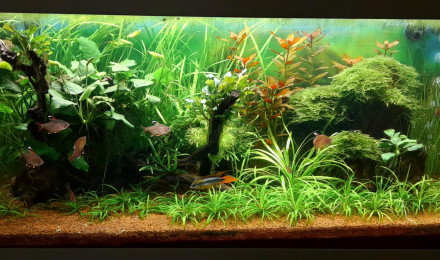 aquarium Commuzonien 180 L