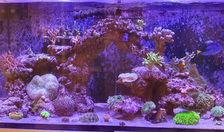 aquarium RED SEA 425 XL