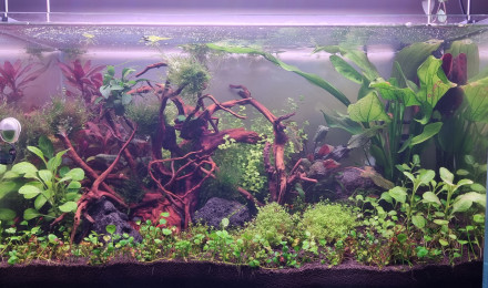 aquarium Aquarium salon 64l