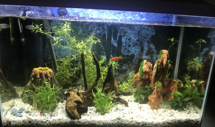 aquarium Amerique