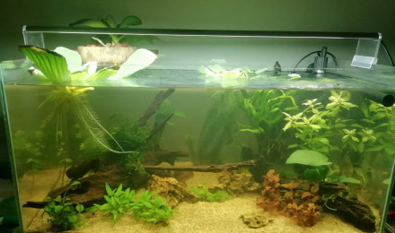 aquarium 60l