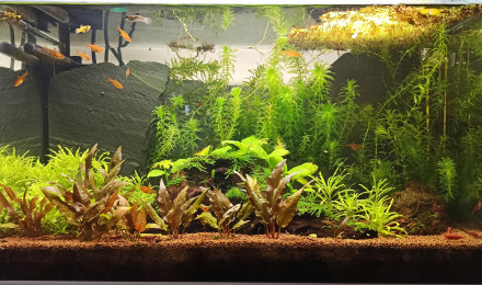 aquarium Nano