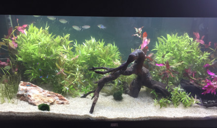 aquarium ArtMonney Tropical