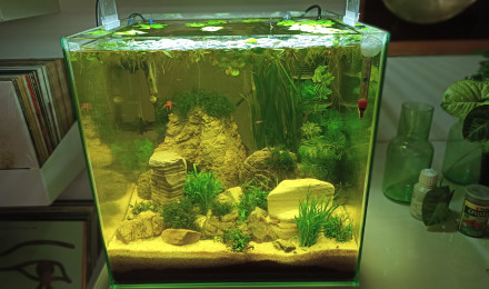 aquarium boraras brigittae