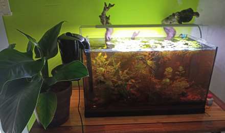 aquarium les 3 nenettes