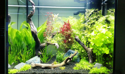 aquarium 120l