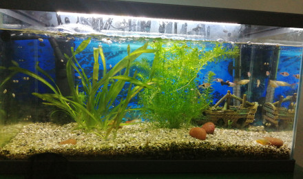 aquarium Bac hopital quarantaine