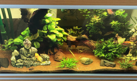 aquarium Aquarium JUWEL RIO 180