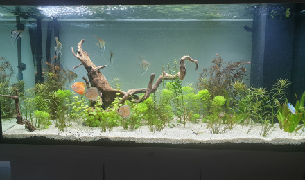 aquarium Chris