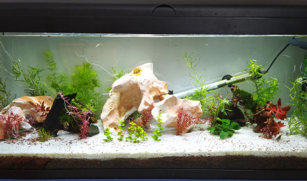 aquarium le 120L de Mme