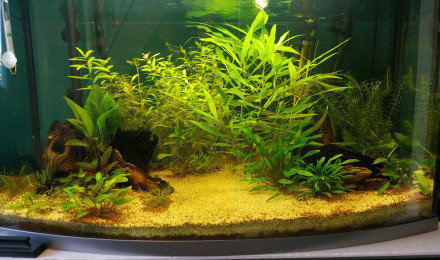 aquarium Molac