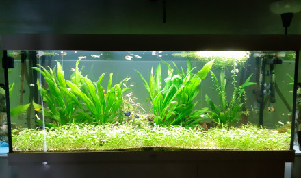 aquarium Communautaire