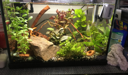 aquarium Red cherry