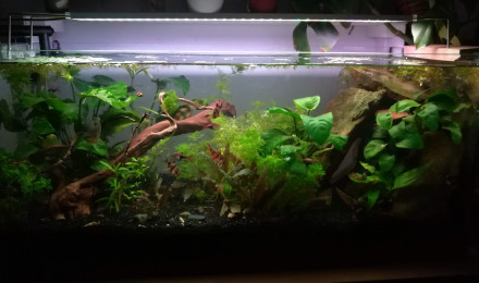 aquarium Salon