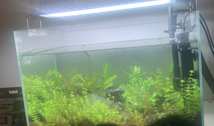 aquarium First