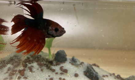 aquarium Betta splendece crowntail