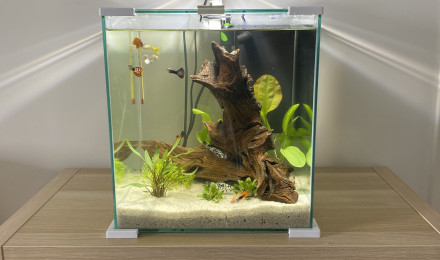 aquarium Mon aquarium