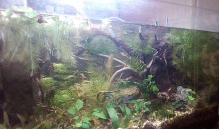 aquarium killies s roots