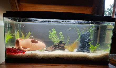 aquarium Aquarium 80L