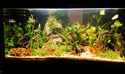 aquarium 1er aqua