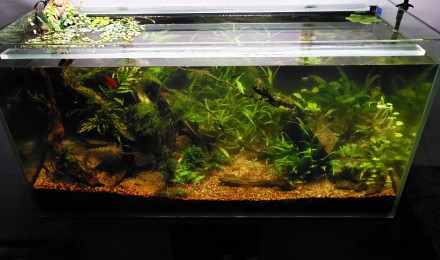 aquarium lowtech