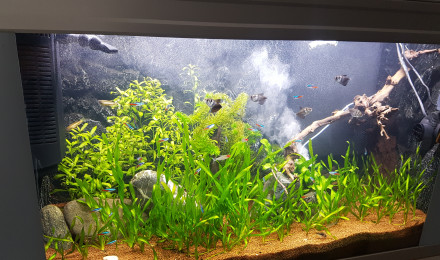 aquarium greguss02110