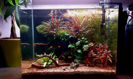 aquarium AquAmandae