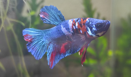 aquarium Aquarium de Carlos