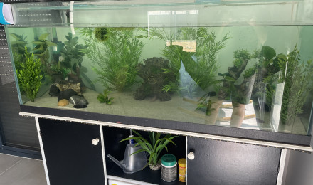 aquarium Aquarium forêt tropicale