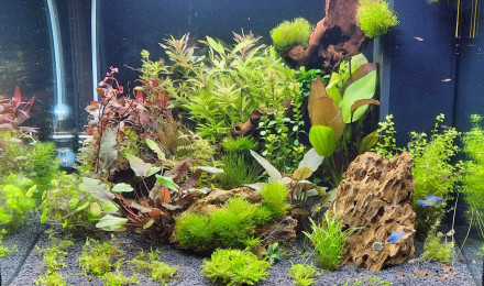 aquarium fabien