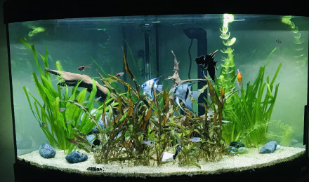 aquarium Bentho1