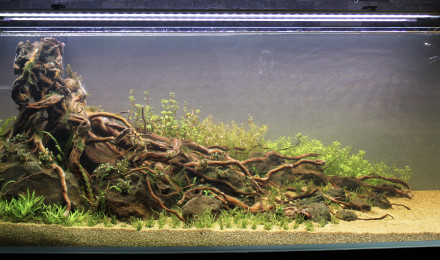 aquarium End of the Beginning