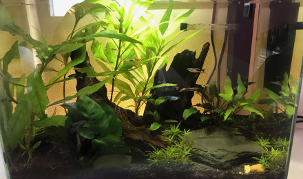 aquarium Mon premier bac