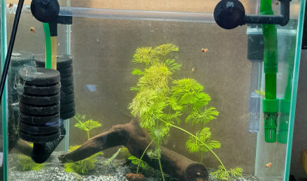 aquarium reserve plante