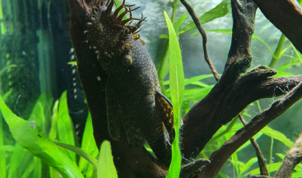 aquarium La Petite Amazonie