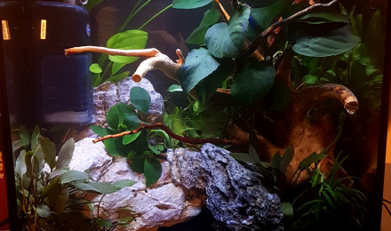 aquarium 30L style amazonien