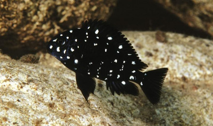 aquarium tropheus duboisi