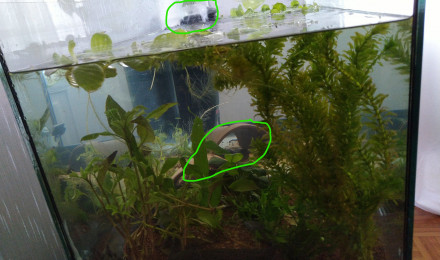 aquarium Ondulations et terre cuite