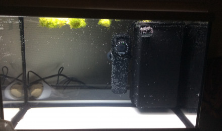 aquarium Alevinarium 1