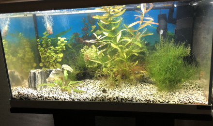 aquarium Alevinarium 2