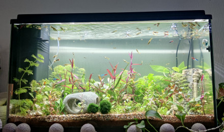 aquarium aquarium