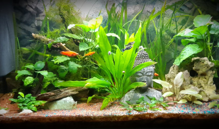 aquarium Le XiMofish
