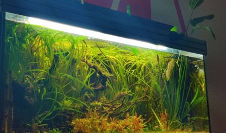 aquarium Le tant désiré xD