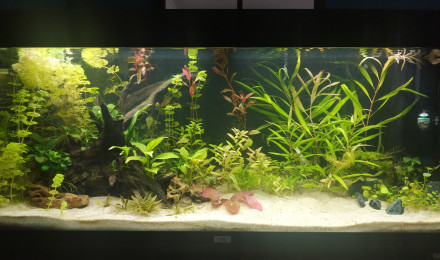 aquarium Rio Norte