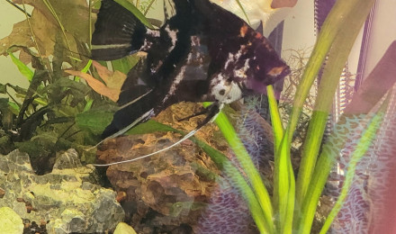 aquarium marie claude lacoste