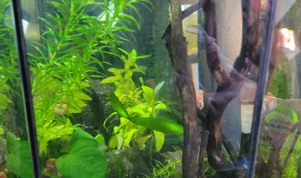 aquarium tétraodons nains